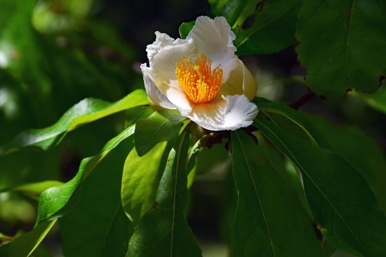 A white flower with yellow inside, blooming on a Franklin tree. 